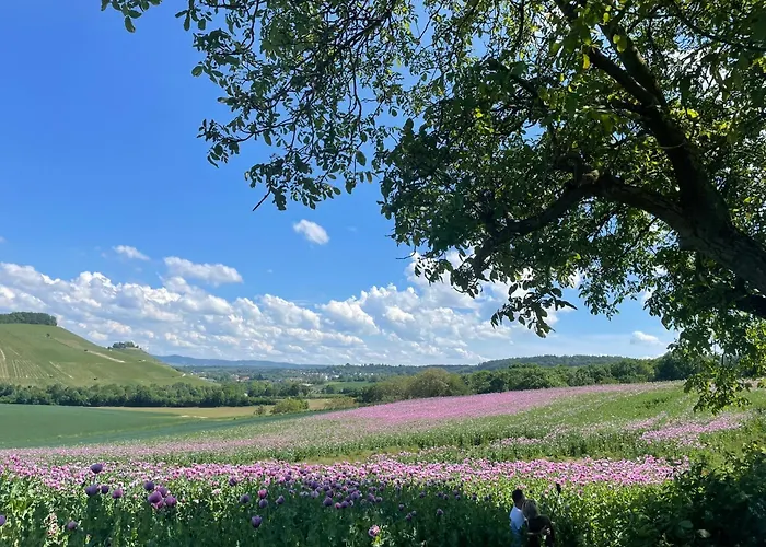 Erlenbach Ortsrand Am Kayberg