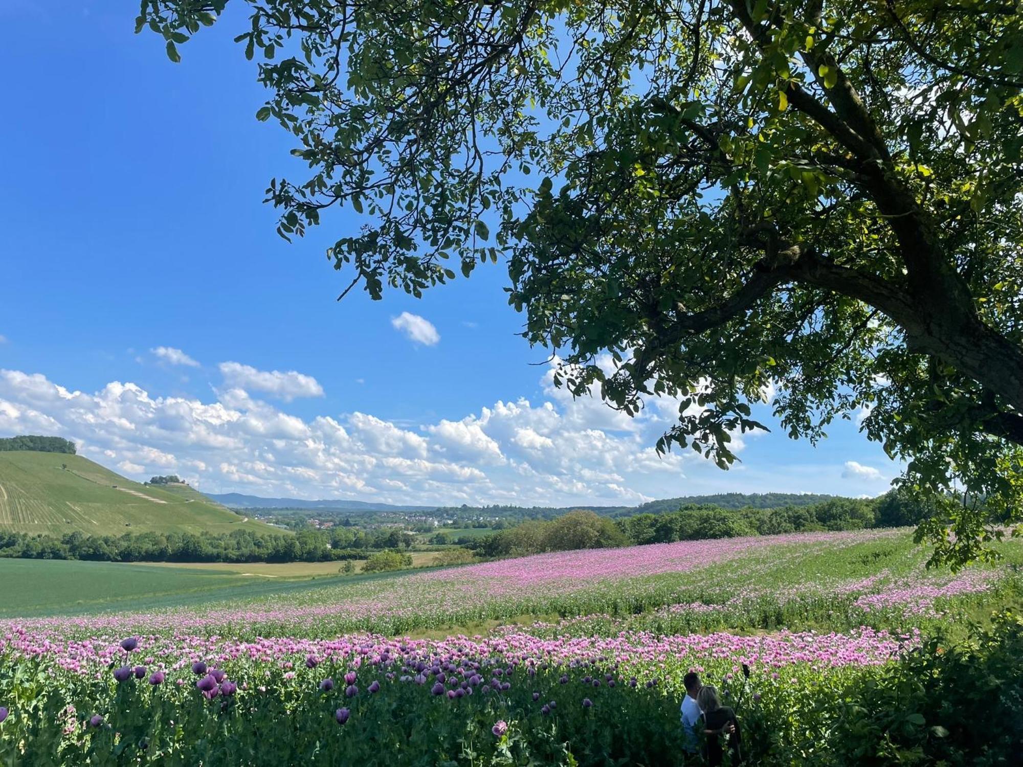 Erlenbach Ortsrand Am Kayberg *